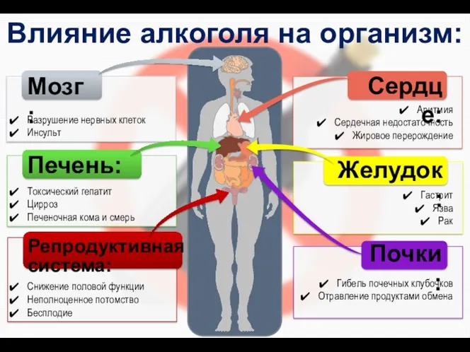 Влияние алкоголя на организм: Мозг: Разрушение нервных клеток Инсульт Печень: