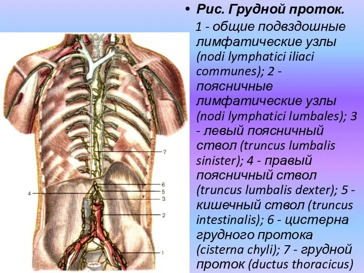 Рис. Грудной проток. 1 - общие подвздошные лимфатические узлы (nodi