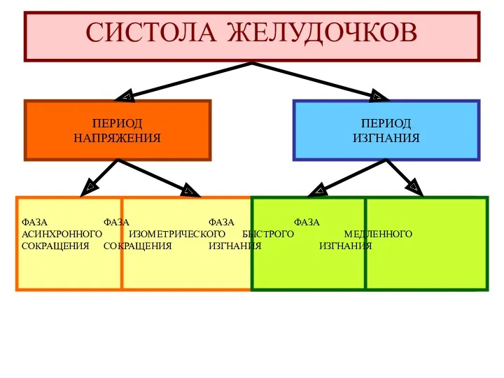 СИСТОЛА ЖЕЛУДОЧКОВ ПЕРИОД НАПРЯЖЕНИЯ ПЕРИОД ИЗГНАНИЯ ФАЗА ФАЗА ФАЗА ФАЗА