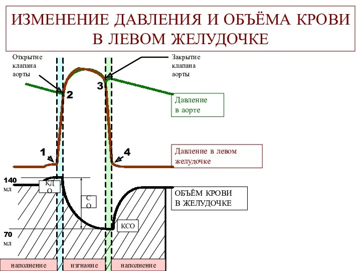 ИЗМЕНЕНИЕ ДАВЛЕНИЯ И ОБЪЁМА КРОВИ В ЛЕВОМ ЖЕЛУДОЧКЕ Давление в