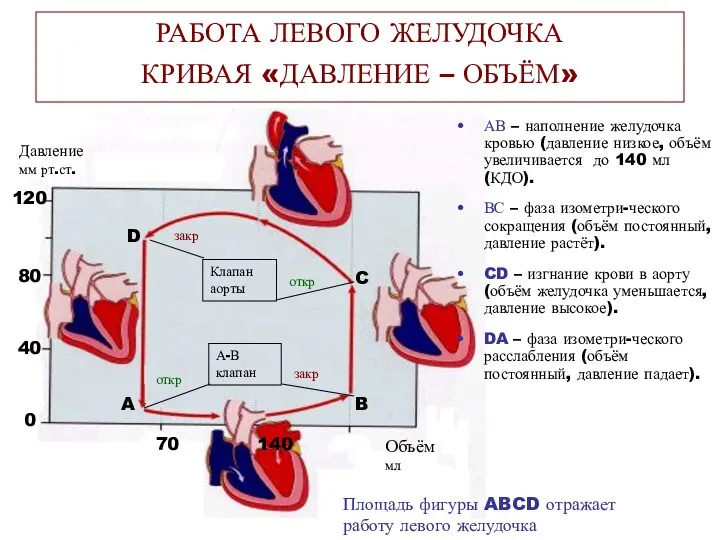 АВ – наполнение желудочка кровью (давление низкое, объём увеличивается до