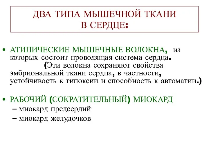 ДВА ТИПА МЫШЕЧНОЙ ТКАНИ В СЕРДЦЕ: АТИПИЧЕСКИЕ МЫШЕЧНЫЕ ВОЛОКНА, из