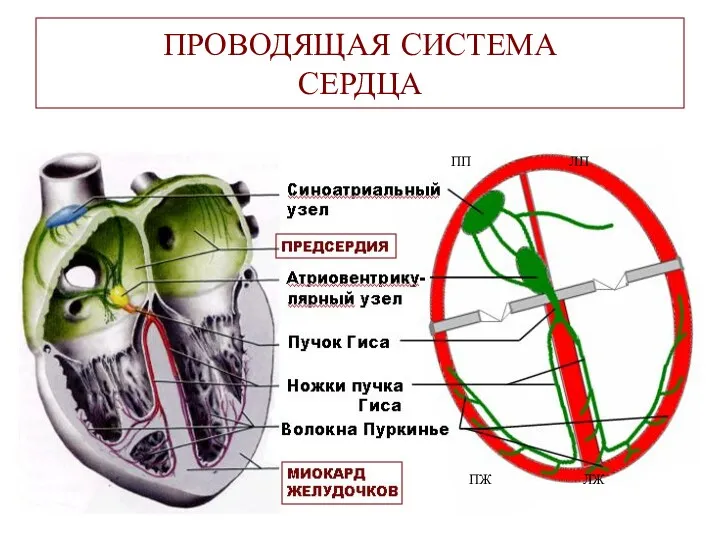 ПРОВОДЯЩАЯ СИСТЕМА СЕРДЦА ПП ЛП ПЖ ЛЖ