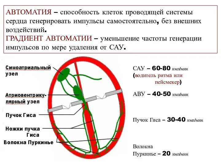 САУ АВУ САУ – 60-80 имп/мин (водитель ритма или пейсмекер)