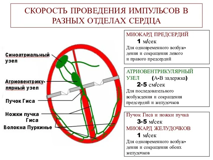 СКОРОСТЬ ПРОВЕДЕНИЯ ИМПУЛЬСОВ В РАЗНЫХ ОТДЕЛАХ СЕРДЦА МИОКАРД ПРЕДСЕРДИЙ 1