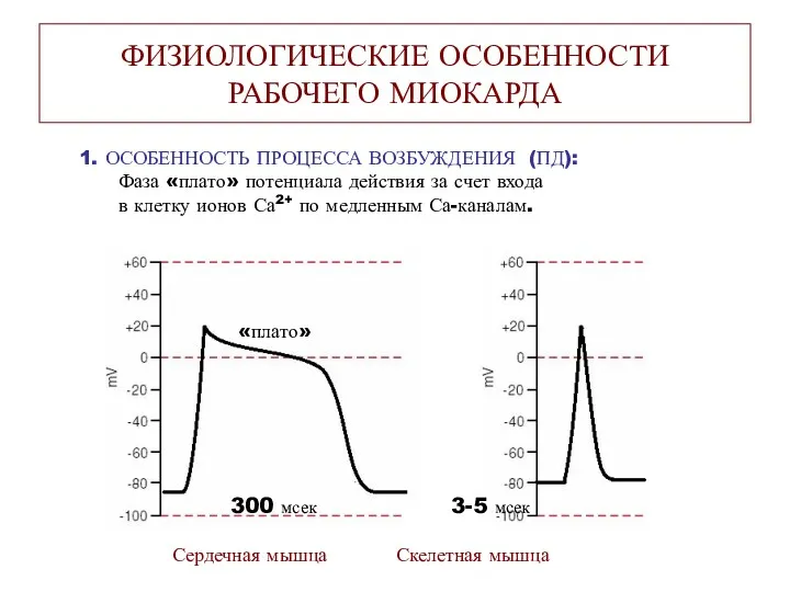 ФИЗИОЛОГИЧЕСКИЕ ОСОБЕННОСТИ РАБОЧЕГО МИОКАРДА 1. ОСОБЕННОСТЬ ПРОЦЕССА ВОЗБУЖДЕНИЯ (ПД): Фаза