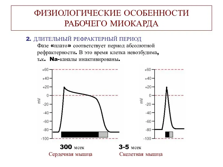 ФИЗИОЛОГИЧЕСКИЕ ОСОБЕННОСТИ РАБОЧЕГО МИОКАРДА 2. ДЛИТЕЛЬНЫЙ РЕФРАКТЕРНЫЙ ПЕРИОД Фазе «плато»