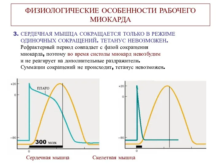 ФИЗИОЛОГИЧЕСКИЕ ОСОБЕННОСТИ РАБОЧЕГО МИОКАРДА 3. СЕРДЕЧНАЯ МЫШЦА СОКРАЩАЕТСЯ ТОЛЬКО В