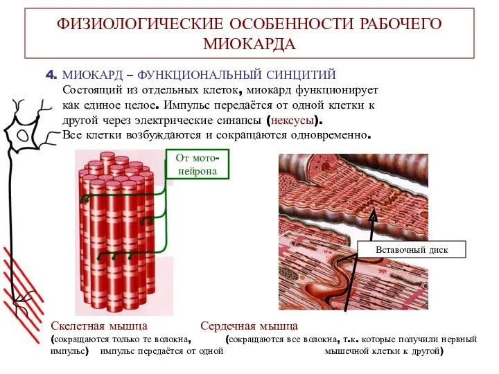 ФИЗИОЛОГИЧЕСКИЕ ОСОБЕННОСТИ РАБОЧЕГО МИОКАРДА 4. МИОКАРД – ФУНКЦИОНАЛЬНЫЙ СИНЦИТИЙ Состоящий