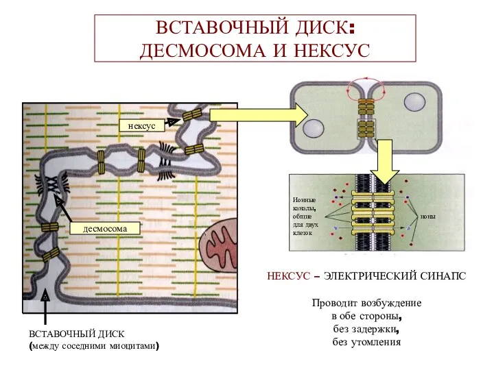 ВСТАВОЧНЫЙ ДИСК: ДЕСМОСОМА И НЕКСУС Ионные каналы, общие для двух