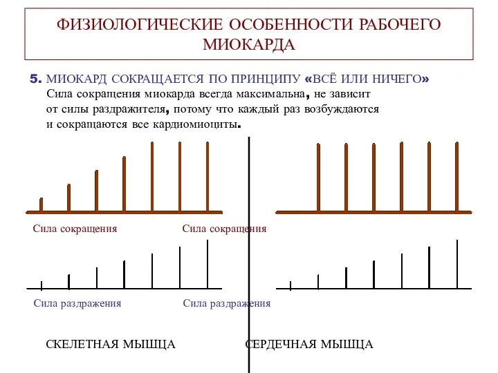 ФИЗИОЛОГИЧЕСКИЕ ОСОБЕННОСТИ РАБОЧЕГО МИОКАРДА 5. МИОКАРД СОКРАЩАЕТСЯ ПО ПРИНЦИПУ «ВСЁ