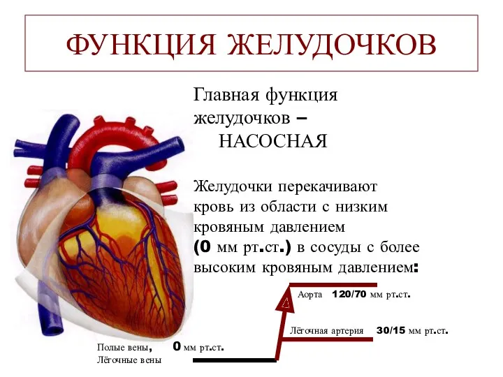 ФУНКЦИЯ ЖЕЛУДОЧКОВ Главная функция желудочков – НАСОСНАЯ Желудочки перекачивают кровь