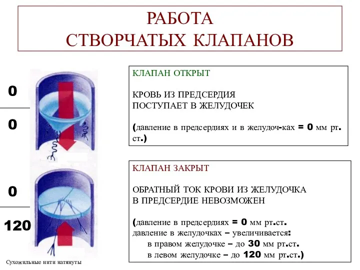 РАБОТА СТВОРЧАТЫХ КЛАПАНОВ КЛАПАН ОТКРЫТ КРОВЬ ИЗ ПРЕДСЕРДИЯ ПОСТУПАЕТ В