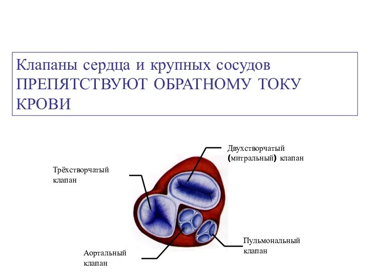 Клапаны сердца и крупных сосудов ПРЕПЯТСТВУЮТ ОБРАТНОМУ ТОКУ КРОВИ Двухстворчатый