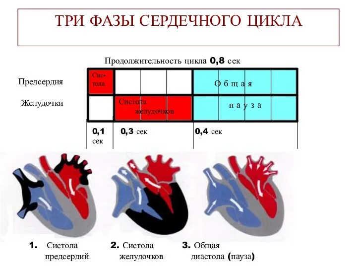 ТРИ ФАЗЫ СЕРДЕЧНОГО ЦИКЛА Предсердия Желудочки 0,1 0,3 сек 0,4