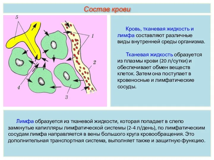 Кровь, тканевая жидкость и лимфа составляют различные виды внутренней среды