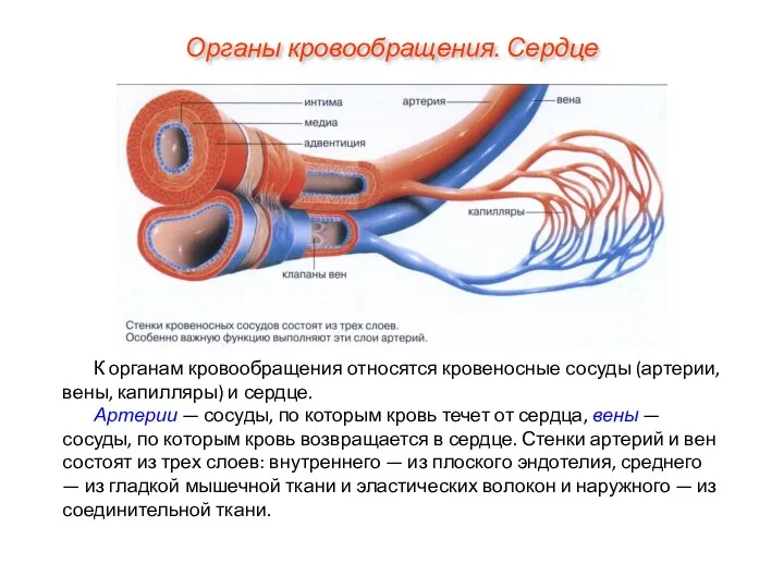 К органам кровообращения относятся кровеносные сосуды (артерии, вены, капилляры) и