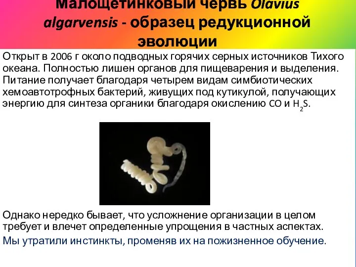 Малощетинковый червь Olavius algarvensis - образец редукционной эволюции Открыт в