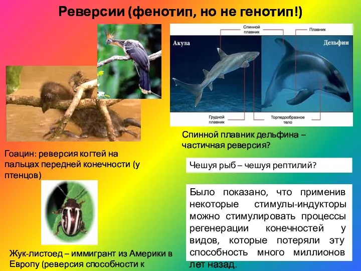 Гоацин: реверсия когтей на пальцах передней конечности (у птенцов) Спинной