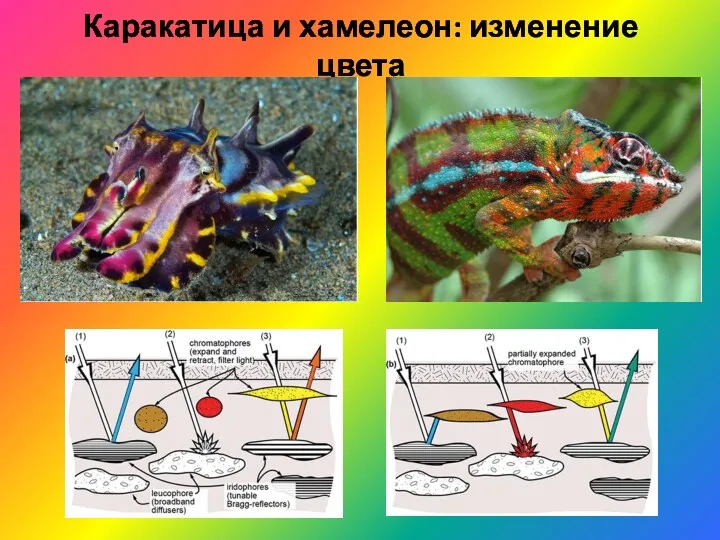 Каракатица и хамелеон: изменение цвета