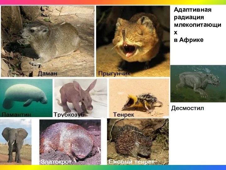 Адаптивная радиация млекопитающих в Африке