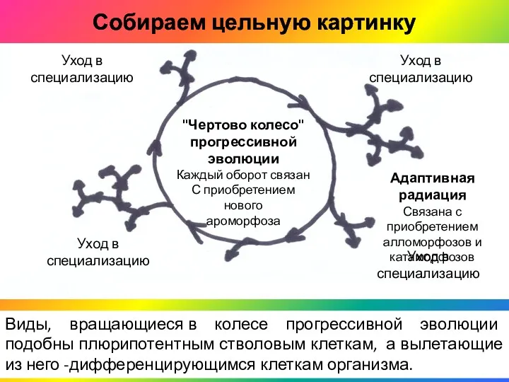 Собираем цельную картинку "Чертово колесо" прогрессивной эволюции Каждый оборот связан