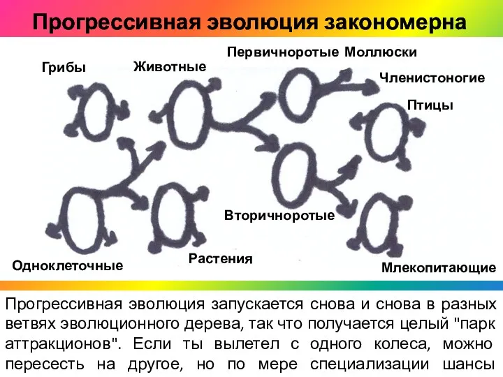 Прогрессивная эволюция закономерна Прогрессивная эволюция запускается снова и снова в