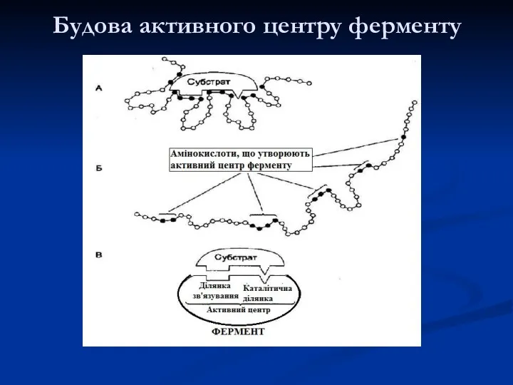 Будова активного центру ферменту