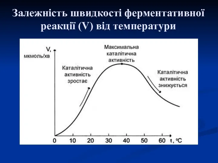 Залежність швидкості ферментативної реакції (V) від температури