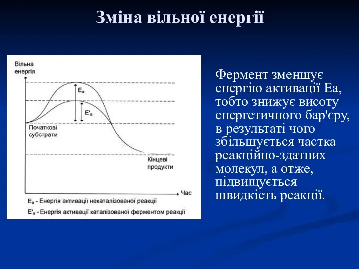 Фермент зменшує енергію активації Еа, тобто знижує висоту енергетичного бар'єру,