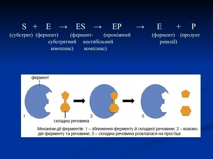 S + E → ES → EP → E +