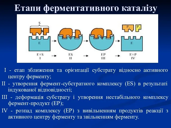 Етапи ферментативного каталізу I - етап зближення та орієнтації субстрату