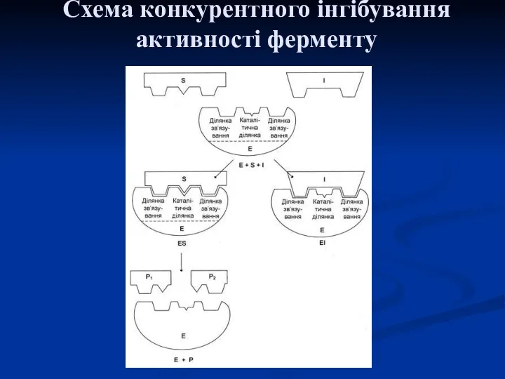 Схема конкурентного інгібування активності ферменту