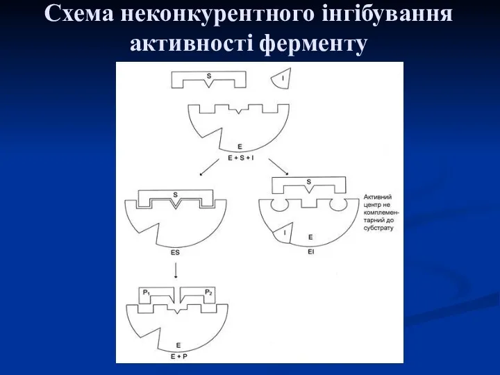 Схема неконкурентного інгібування активності ферменту