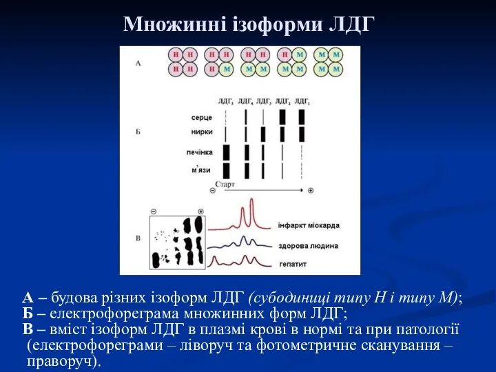 Множинні ізоформи ЛДГ А – будова різних ізоформ ЛДГ (субодиниці