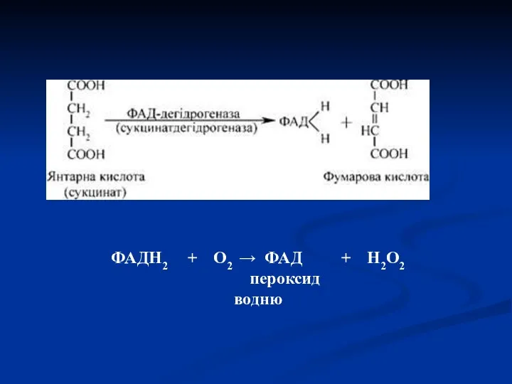 ФАДН2 + О2 → ФАД + Н2О2 пероксид водню