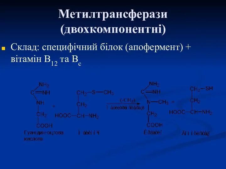 Метилтрансферази (двохкомпонентні) Склад: специфічний білок (апофермент) + вітамін В12 та Вс