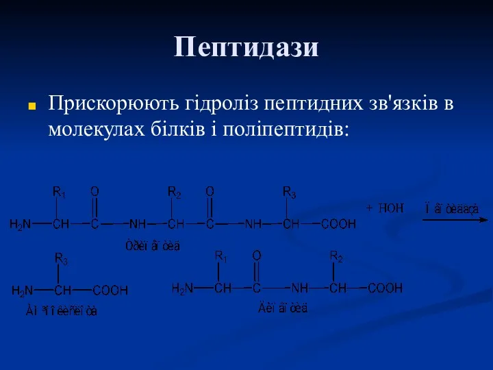 Пептидази Прискорюють гідроліз пептидних зв'язків в молекулах білків і поліпептидів: