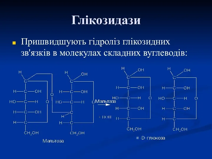 Глікозидази Пришвидшують гідроліз глікозидних зв'язків в молекулах складних вуглеводів: α