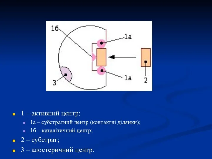 1 – активний центр: 1а – субстратний центр (контактні ділянки);