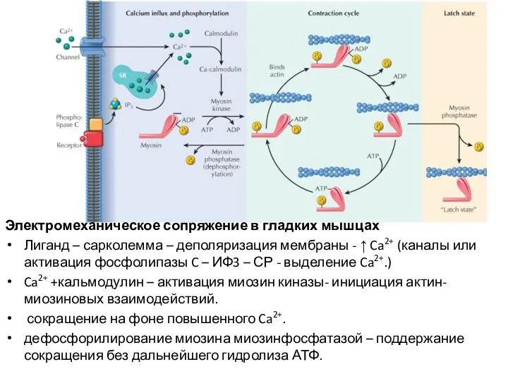 Электромеханическое сопряжение в гладких мышцах Лиганд – сарколемма – деполяризация