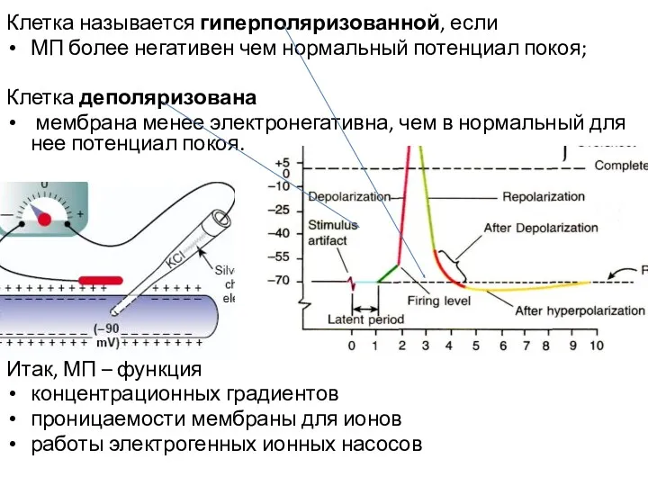 Клетка называется гиперполяризованной, если МП более негативен чем нормальный потенциал