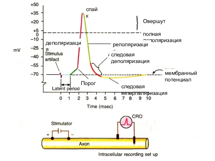 спайк деполяризация Овершут полная деполяризация реполяризация мембранный потенциал покоя следовая деполяризация следовая гиперполяризация Порог
