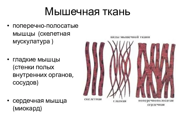 Мышечная ткань поперечно-полосатые мышцы (скелетная мускулатура ) гладкие мышцы (стенки