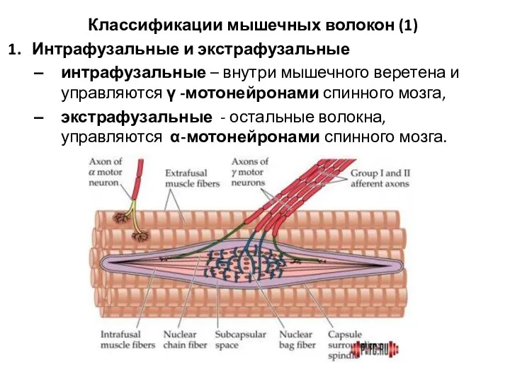 Классификации мышечных волокон (1) Интрафузальные и экстрафузальные интрафузальные – внутри