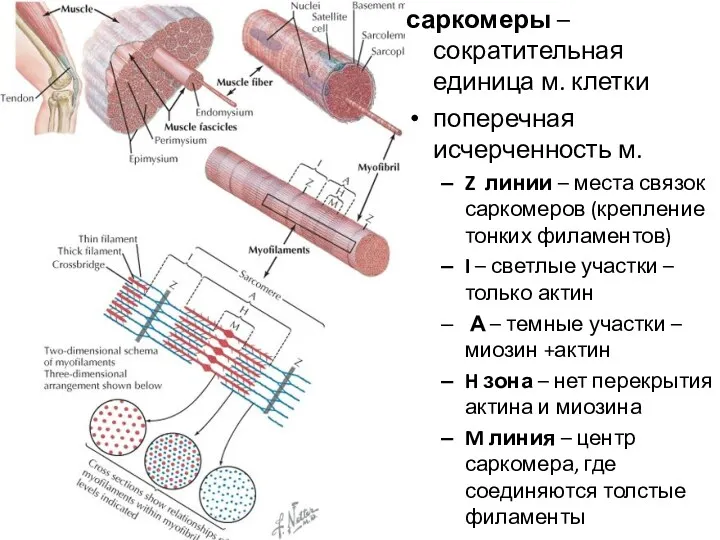 саркомеры – сократительная единица м. клетки поперечная исчерченность м. Z