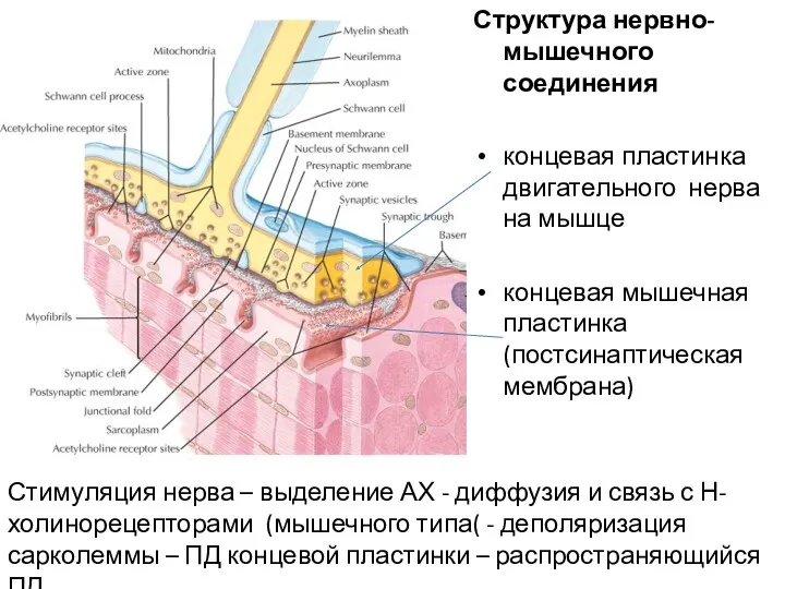 Структура нервно-мышечного соединения концевая пластинка двигательного нерва на мышце концевая