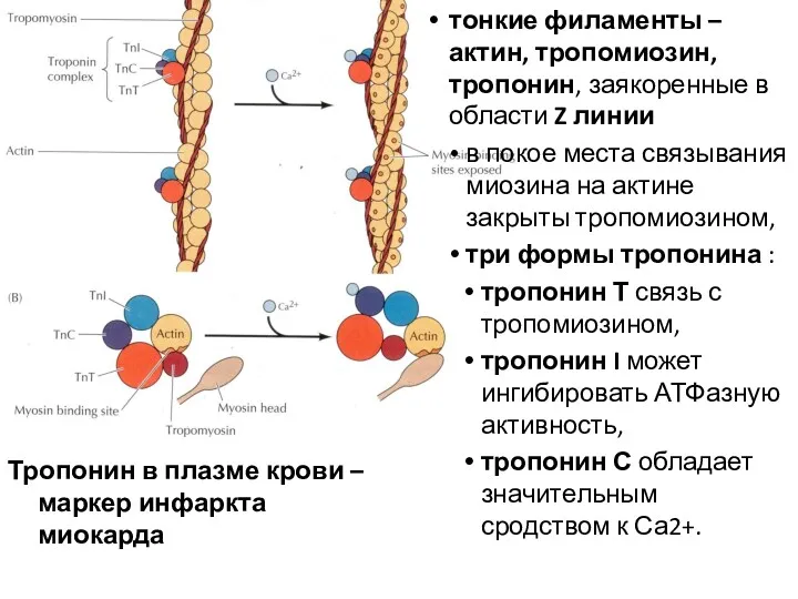 тонкие филаменты – актин, тропомиозин, тропонин, заякоренные в области Z
