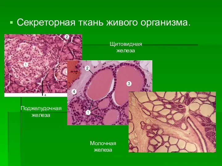 Секреторная ткань живого организма. Поджелудочная железа Щитовидная железа Молочная железа