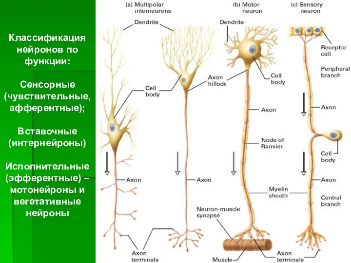 Классификация нейронов по функции: Сенсорные (чувствительные, афферентные); Вставочные (интернейроны) Исполнительные (эфферентные) – мотонейроны и вегетативные нейроны